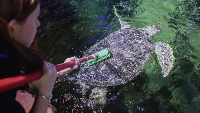 1398606456 BLACKPOOL, ENGLAND - MAY 16: Phoenix, a 23-year-old giant green Sea Turtle has algae cleaned off her shell by displays supervisor Mel Shawcross at SEA LIFE Blackpool ahead of World Turtle Day on the 23rd May, on May 16, 2022 in Blackpool, United Kingdom. Born into captivity and bred specifically for food in Asia, Phoenix was rescued from the Cayman Islands as part of SEA LIFE Blackpoolβs popular βbreed, rescue, protectβ programme in 2019. (Photo by Anthony Devlin/Getty Images)