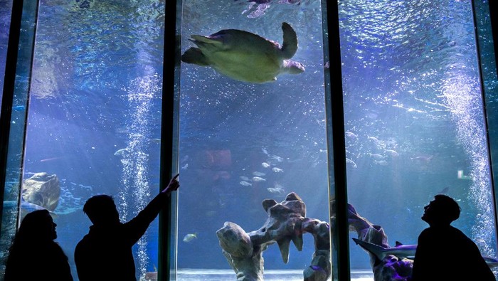 1398606456 BLACKPOOL, ENGLAND - MAY 16: Phoenix, a 23-year-old giant green Sea Turtle has algae cleaned off her shell by displays supervisor Mel Shawcross at SEA LIFE Blackpool ahead of World Turtle Day on the 23rd May, on May 16, 2022 in Blackpool, United Kingdom. Born into captivity and bred specifically for food in Asia, Phoenix was rescued from the Cayman Islands as part of SEA LIFE Blackpoolβs popular βbreed, rescue, protectβ programme in 2019. (Photo by Anthony Devlin/Getty Images)