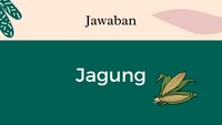 Saat memakan jagung kamu akan membuka daun yang membungkusnya dan memakan biji-biji jagungnya.