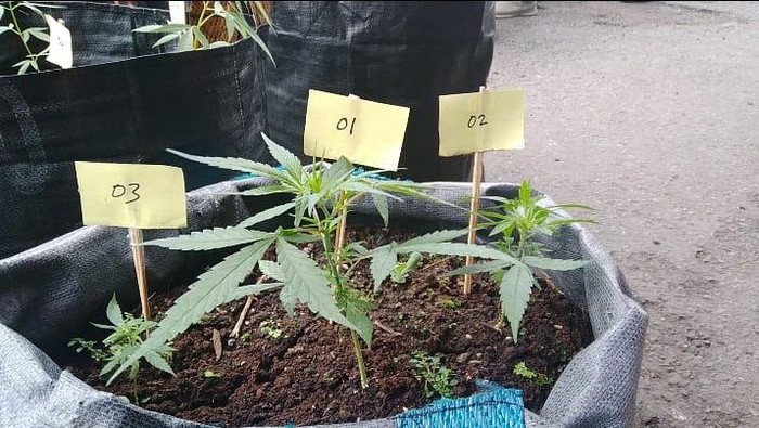 Barang bukti ganja yang ditanam warga di Bandung.