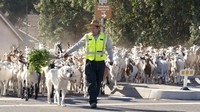 Kambing-kambing tersebut terpaksa dipindahkan untuk mengurangi potensi bahaya kebakaran hutan di area tersebut.