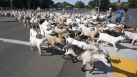 Henry menggembalakan kambing-kambing tersebut melewati jalanan lho.