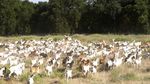 Ketika Petugas Damkar di California Menggembala Kambing