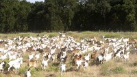 Rencananya, puluhan kambing itu akan dipindahkan ke area yang aman dari kebakaran yakni di sepanjang Barge Canal dan Clarksburg Branch Line Trail untuk merumput.