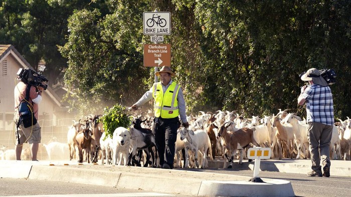 CORRECTS LOCATION OF BLUE TENT FARMS TO RED BLUFF INSTEAD OF REDDING - Local television news cameras follow Henry Ambrosio, center, as he leads a herd of goats across Jefferson Boulevard to a new field to graze on in West Sacramento, Calif., Monday, May 23, 2022. The city of West Sacramento hired Blue Tent Farms, of Red Bluff, to bring their goats to graze along the Barge Canal Recreational Access and Clarksburg Branch Line Trail to reduce the potential fire hazard in the area. . (AP Photo/Rich Pedroncelli)