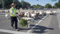 Henry Ambrosio, seorang petugas pemadam kebakaran (damkar) damkar terlihat sedang menggembalakan puluhan kambing di kawasan West Sacramento, California, Senin (23/5/2022).