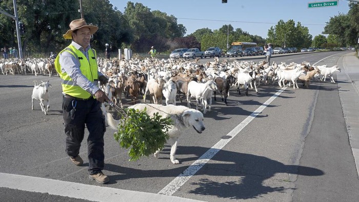 CORRECTS LOCATION OF BLUE TENT FARMS TO RED BLUFF INSTEAD OF REDDING - Local television news cameras follow Henry Ambrosio, center, as he leads a herd of goats across Jefferson Boulevard to a new field to graze on in West Sacramento, Calif., Monday, May 23, 2022. The city of West Sacramento hired Blue Tent Farms, of Red Bluff, to bring their goats to graze along the Barge Canal Recreational Access and Clarksburg Branch Line Trail to reduce the potential fire hazard in the area. . (AP Photo/Rich Pedroncelli)