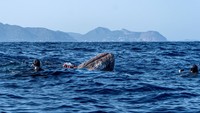 Paus yang lemah telah ditemukan oleh sebuah kapal sekitar tiga mil (4,83 km) dari pantai Cala Millor di bagian timur pulau, mendorong pusat penyelamatan laut Aquarium Palma de Mallorca untuk bertindak. Mereka menemukan paus itu benar-benar terperangkap dalam jala merah. Dia bahkan tidak bisa membuka mulutnya.