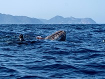 Video Momen Penyelamatan Paus Terperangkap Jaring di Laut Polandia