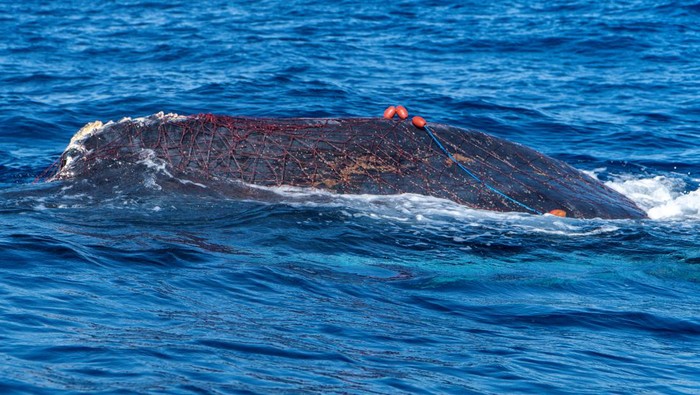 Dramatis, Penyelamatan Paus Bungkuk 12 Meter yang Terjerat Jaring Spanish divers try to cut an illegal drift net off a 12-metre-long humpback whale, who got entangled in it near Cala Millor beach in the Balearic island of Mallorca, Spain May 20, 2022. Picture taken May 20, 2022. REUTERS/Pedrosub NO RESALES. NO ARCHIVES TPX IMAGES OF THE DAY