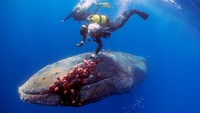 Setelah upaya awal untuk memotong jaring dari kapal gagal, penyelam dari pusat penyelaman Albatros dan Skualo bergabung dalam upaya tersebut dan terjun ke laut untuk melepaskan jaring dengan pisau mereka dalam operasi 45 menit yang berani.