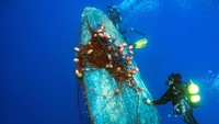 Penyelam melakukan penyelamatan bawah laut yang dramatis untuk melepaskan paus bungkuk dari jerat jaring ilegal.
