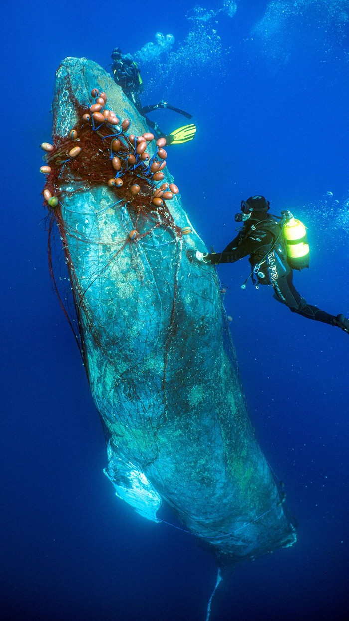 Dramatis, Penyelamatan Paus Bungkuk 12 Meter yang Terjerat Jaring Spanish divers try to cut an illegal drift net off a 12-metre-long humpback whale, who got entangled in it near Cala Millor beach in the Balearic island of Mallorca, Spain May 20, 2022. Picture taken May 20, 2022. REUTERS/Pedrosub NO RESALES. NO ARCHIVES TPX IMAGES OF THE DAY