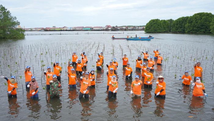 Karyawan Pupuk Kaltim menanam bibit mangrove di Bontang.
