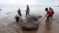 Sejumlah warga mengevakuasi seekor hiu paus (Rhyncodon typus) yang mati di kawasan Pantai Kincie Salido Nagari Salido, Kecamatan IV Jurai, Kabupaten Pesisir Selatan, Sumatera Barat, Rabu (25/5/2022).