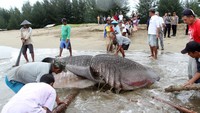 Hiu paus dengan panjang enam meter tersebut terdampar akibat tersangkut di jaring ikan milik nelayan.
