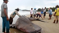 Penampakan hiu paus yang terdampar dan mati akibat terjebak di jaring nelayan.