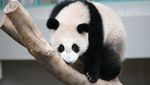 Bayi Panda di Malaysia Ini Diklaim Bawa Perdamaian Lho
