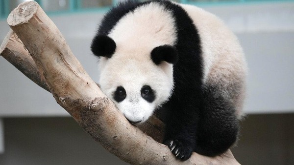 Sheng Yi merupakan bayi panda ketiga dari induknya yang bernama Xing Xing dan Liang Liang dari China. Nama Sheng Yi berarti membawa perdamaian dan persahabatan.