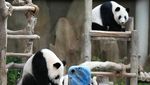 Bayi Panda di Malaysia Ini Diklaim Bawa Perdamaian Lho