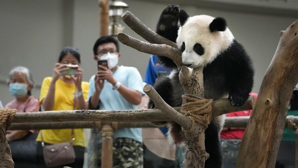 Oh iya, Sheng Yi merupakan bayi panda dengan jenis kelamin betina. Lucu nggak sih?