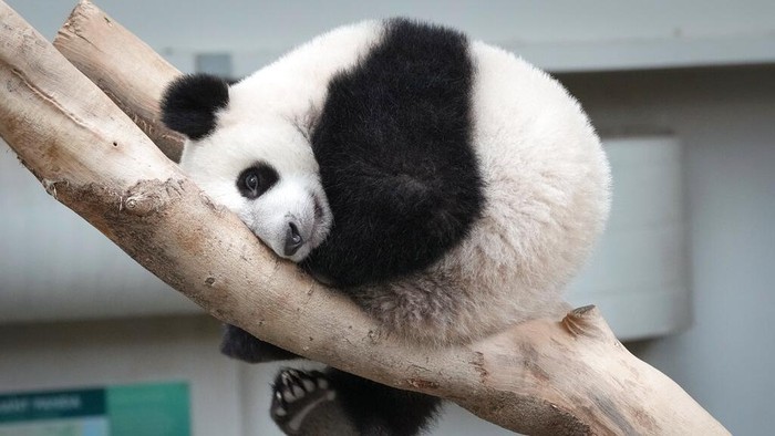 Sheng Yi, a female panda, is seen inside the panda enclosure at the National Zoo in Kuala Lumpur, Malaysia, Wednesday, May 25, 2022. The third cub of Giant Panda couple Xing Xing and Liang Liang from China has been finally given a name - Sheng Yi, means peace and friendship. Sheng Yi turns one year old on May 31.  (AP Photo/Vincent Thian)