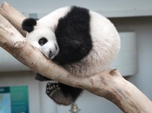 Hore! Panda yang Dibiakkan dan Lahir di Malaysia Punya Nama Kini