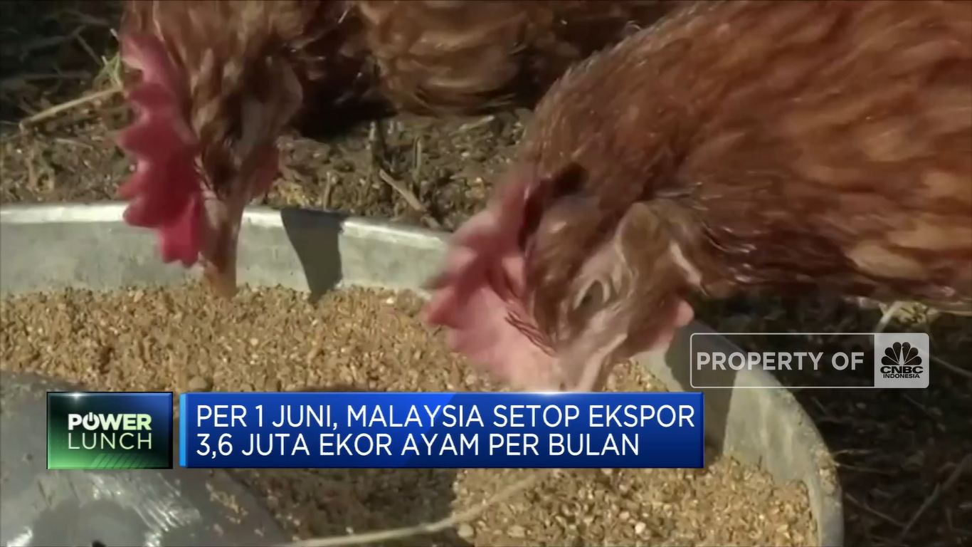 Malaysia Setop Ekspor Ayam Imbas Krisis Pangan