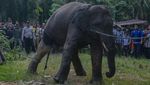 Momen Pemindahan Gajah Liar di Riau, Digiring dan Dinaikkan Truk