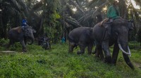 Diketahui, kedua gajah ini telah terpisah dari kelompok aslinya sejak tiga bulan lalu. Kedua ekor gajah kemudian keluar habitat asli untuk menjelajahi kebun dan hutan di Indragiri Hulu. Gajah liar itu akhirnya tiba di wilayah Kuala Cenaku dan membuat resah masyarakat.
