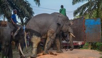 Gajah liar ini dipindahkan menggunakan truk menuju tujuan.