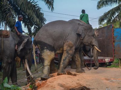 Momen Pemindahan Gajah Liar di Riau, Digiring dan Dinaikkan Truk