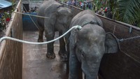 Dalam proses translokasi, tim Balai Besar KSDA Riau mendatangkan tiga gajah jinak yaitu Yopi, Indah dan Sengarun. Ketiga gajah jinak membantu proses translokasi sampai ke lokasi yang dituju dengan truk. Sebelum dilepasliarkan satu dari dua gajah dispersal dipasang GPS collar untuk memantau pergerakan gajah.