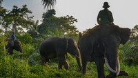 Pawang (mahout) menunggangi gajah jinak untuk menggiring seekor Gajah Sumatra (Elephas maximus sumatranus) liar usai ditangkap di Kabupaten Indragiri Hulu, Riau, Senin (23/5/2022).