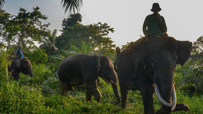 Melihat Proses Relokasi 2 gajah Liar ke Luar Riau BBKSDA Riau menangkap dua ekor gajah Sumatera liar yang terjebak di kebun warga. Dua gajah itu dipindahkan ke lokasi kantong di luar Provinsi Riau.