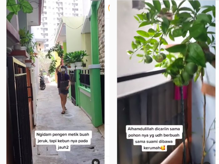 Ngidam petik jeruk dari pohonnya langsung