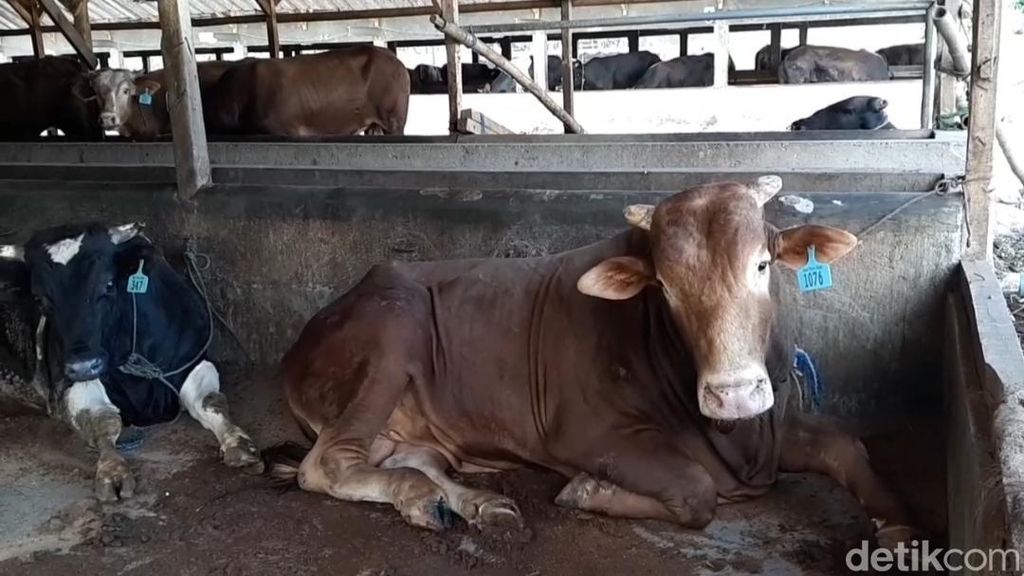 Lima Sapi di Tangerang Terpapar PMK, Pemkab Batasi Distribusi Hewan Ternak