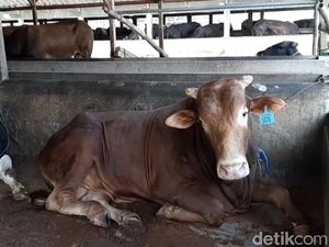Lima Sapi di Tangerang Terpapar PMK, Pemkab Batasi Distribusi Hewan Ternak