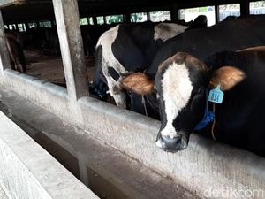 Marak Penyakit Mulut dan Kuku, Mobilisasi Sapi Bakalan Jadi Pilihan