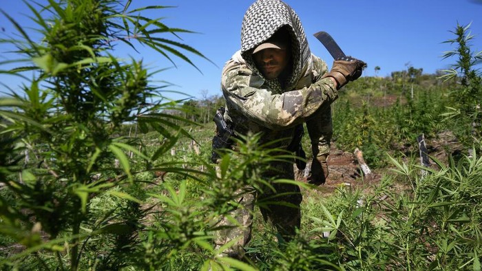 An officer of the Paraguayan SENAD security forces pours out from a sack harvested marijuana into a fire as part of an operation coined New Alliance XXXII in the Maria Auxiliadora Colony of Amambay department in northern Paraguay, Tuesday, May 24, 2022. According to SENAD spokesperson Francisco Vera, 183 hectares of marijuana have been destroyed in the past week, an equivalent of 600 tons, in a joint operation with Brazil’z Federal Police. (AP Photo/Jorge Saenz)