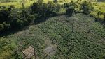 Paraguay dan Brasil Musnahkan 183 Hektare Ladang Ganja