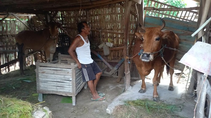 Sapi di Camplong Sampang Kejang-kejang Diduga, Pemilik Sempat Panik