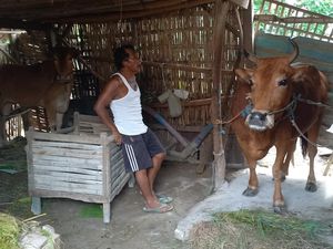 Wabah PMK Menyebar di 6 Kecamatan Kabupaten Sampang