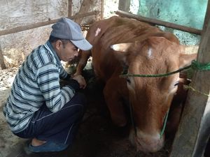 Sapi di Sampang Kejang-kejang Diduga PMK, Pemilik Sempat Panik