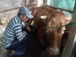 Sapi di Sampang Kejang-kejang Diduga PMK, Pemilik Sempat Panik