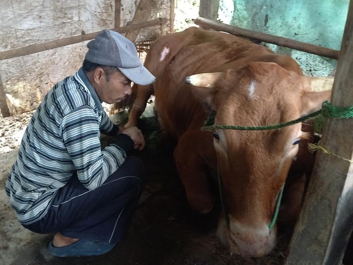 Sapi di Camplong Sampang Kejang-kejang Diduga, Pemilik Sempat Panik