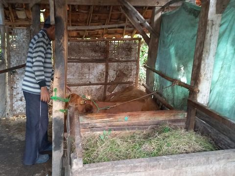Sapi di Camplong Sampang Kejang-kejang Diduga, Pemilik Sempat Panik