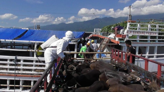 Sebanyak 289 ekor sapi Bali langsung dikirim ke Jakarta melalui wilayah kerja Pelabuhan Celukan Bawang, Buleleng, Rabu (25/5/2022).