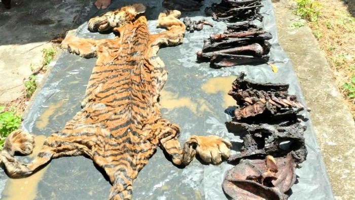 Barang bukti kulit harimau yang disita petugas.