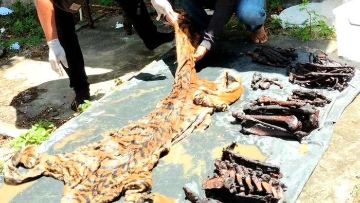 Barang bukti kulit harimau yang disita petugas.